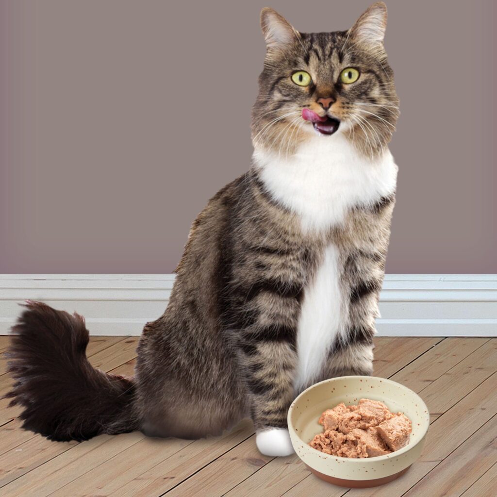 Long-haired tabby cat beside a ceramic bowl of wet food